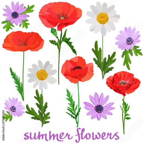 set of images of bright poppies and multi-colored daisies isolated on a white background with the inscription summer flowers © MARYNA
