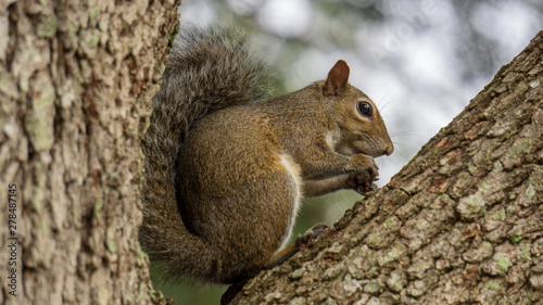 squirrel eating nut © Justin Mitchell