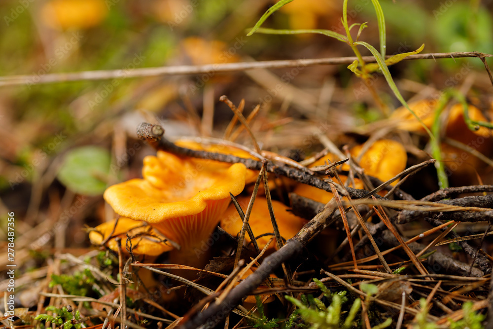 Chanterelle forest mushrooms on a forest glade on a summer day. Bright mushrooms. Chanterelle forest mushrooms on a forest glade on a summer day. Bright mushrooms.