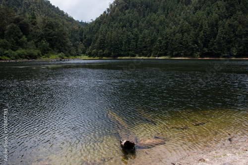 Tronco en laguna de zempoala photo