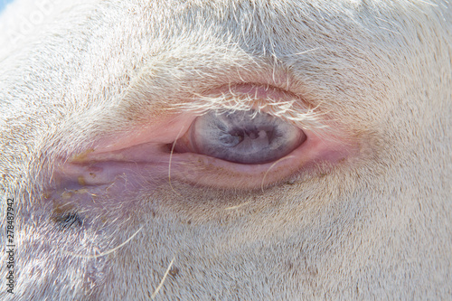 An extreme close-up view on the blue eye of a white horse. Eyelashes and details of large domestic mammal.