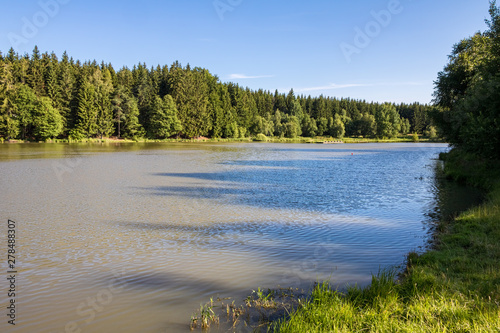 Pond and forest under blue sky in summer landscape