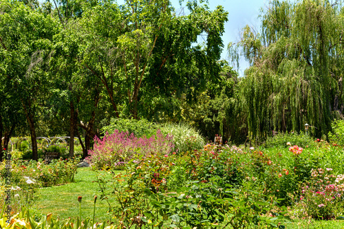 Fototapeta Naklejka Na Ścianę i Meble -  Rose garden in bloom in a lush landscape surrounded by trees and a weeping willow.