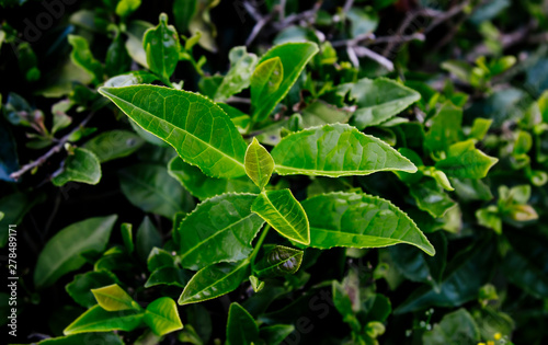 Wallpaper Mural plantation green tea, harvest, leaf, closeup Torontodigital.ca