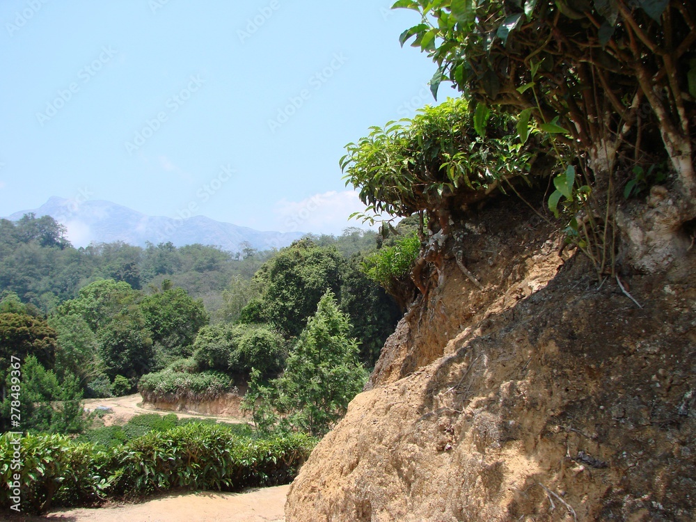 Sandy hill with tea bushes and mountain views