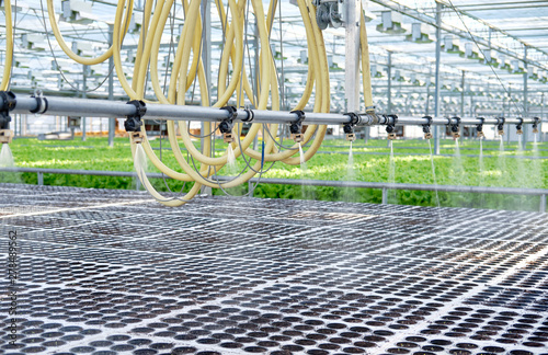 Watering Young Plants Sprout in Potty Greenhouse