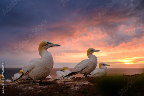 Northern Gannet (Morus bassanus)