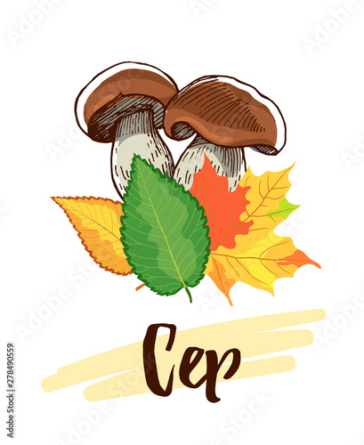 Cep. Sketchy mushrooms and autumn leaves on the white background. Vector illustration