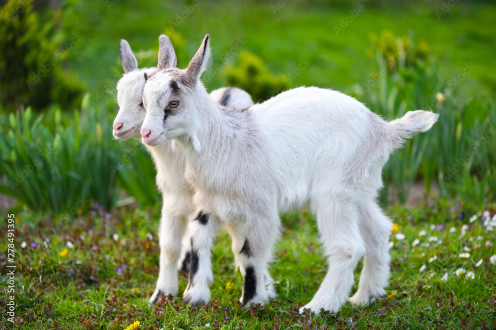 Two white baby goats standing on green lawn Two white baby goats standing on green lawn