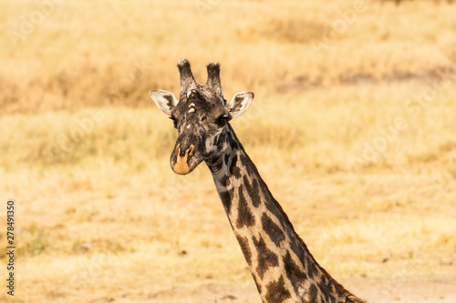 Fototapeta Naklejka Na Ścianę i Meble -  Close up of Single Giraffe head looking at camera with ears and short horns very visible, against a cream blurred background