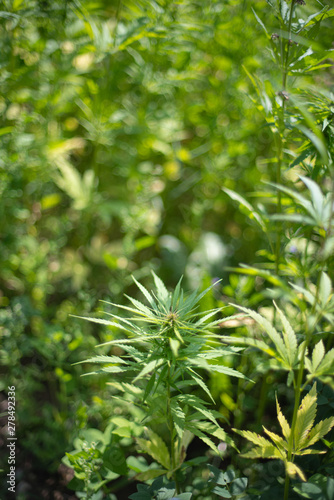 fields of industrial hemp in Estonia