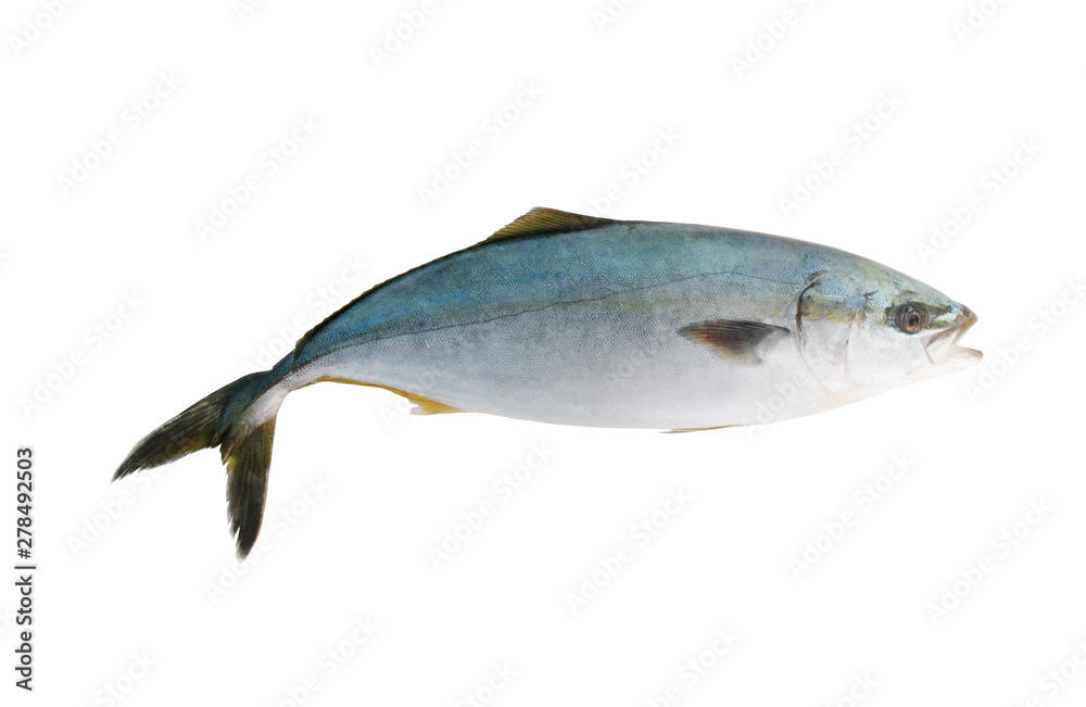 Big yellowtail amberjack fish, Seriola lalandi, isolated on white background Big yellowtail amberjack fish, Seriola lalandi, isolated on white background