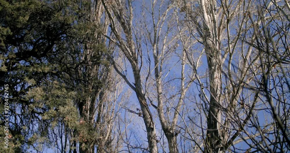 Trees without leaves in a mountain in southern Spain. Blue sky in the background. Trees without leaves in a mountain in southern Spain. Blue sky in the background.