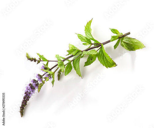 Fototapeta Naklejka Na Ścianę i Meble -  blooming mint flower