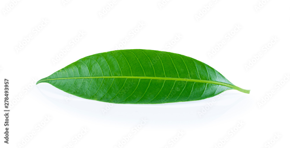 Fototapeta premium mango leaves on a white background.