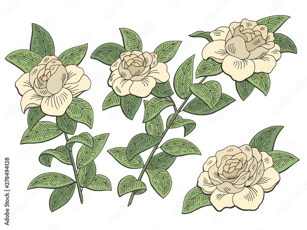 Gardenia flower branch graphic color isolated sketch illustration vector  Stock Vector | Adobe Stock