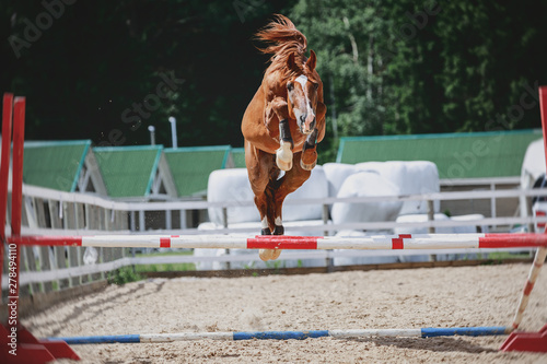 portrait of red trakehner stallion horse jumping