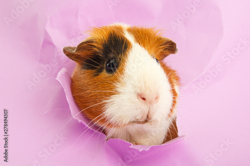 guinea pig looks through a hole photo