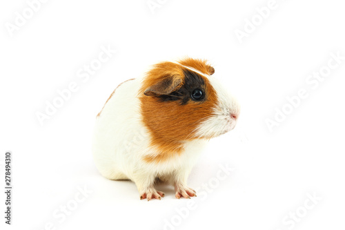 Guinea pig isolated on white