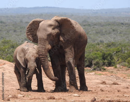 Elephant mother and child