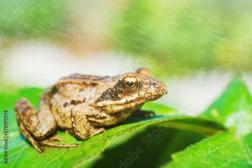 A little frog sits on a leaf of a plant. Macro photo. The wonderful world of nature. From above drops of a rain fall.