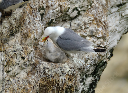 Kittiwake nesting on high chalk sea cliffs in east Yorkshire. UK.