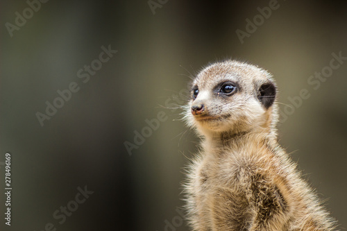 meerkat © jurra8