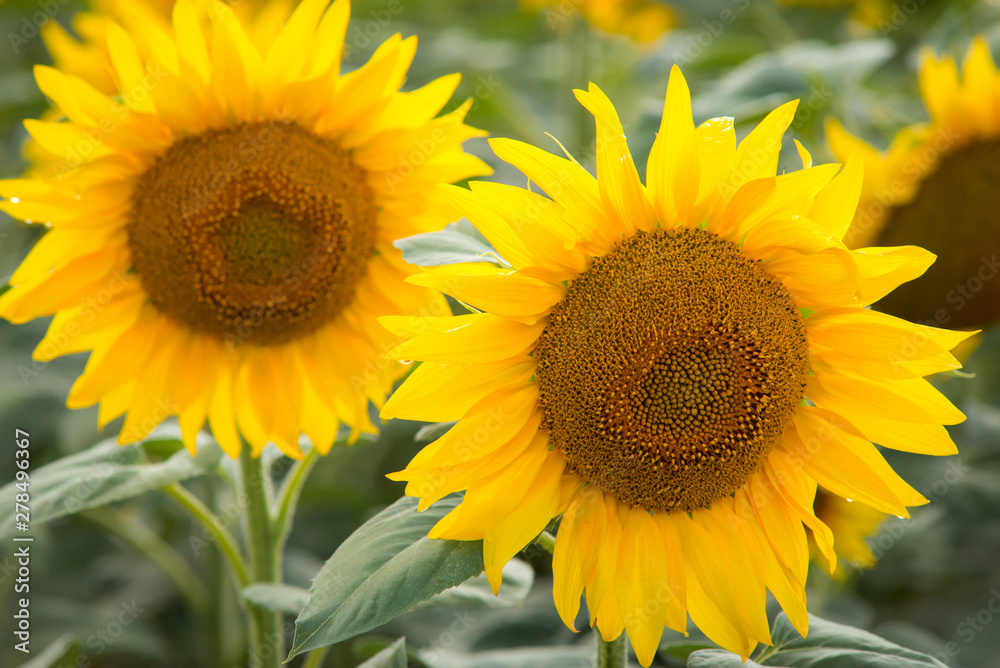 Close-up picture of two beautiful sunflowers in field Close-up picture of two beautiful sunflowers in field