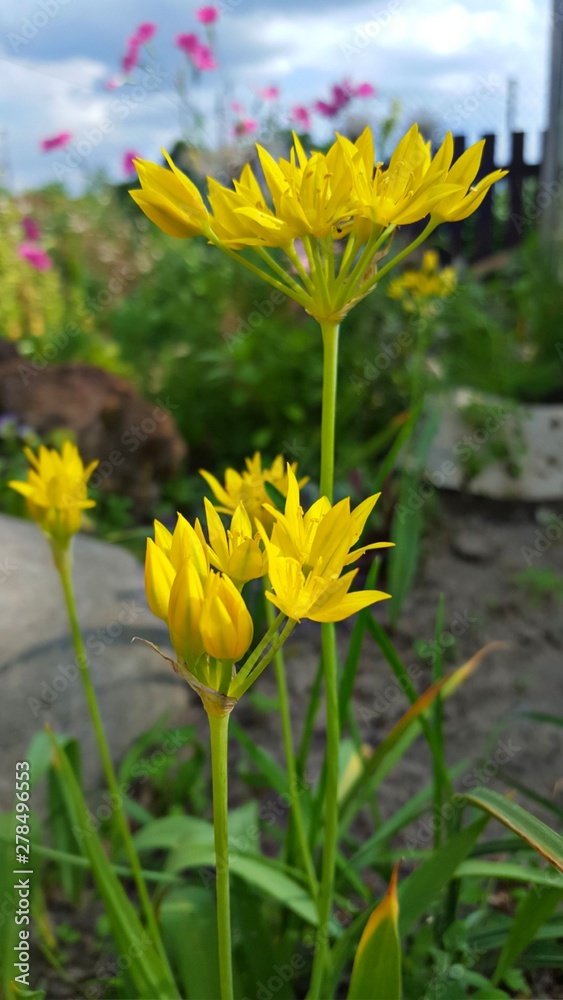 Fototapeta premium yellow flowers in the garden