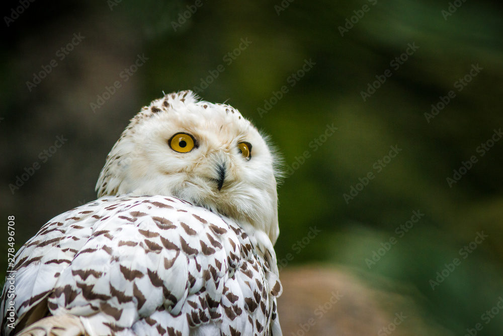 Obraz premium owl