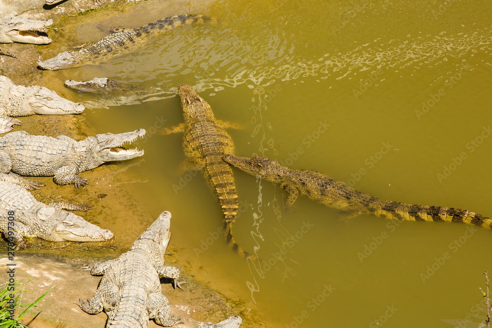 Crocodile Farm Vietnam