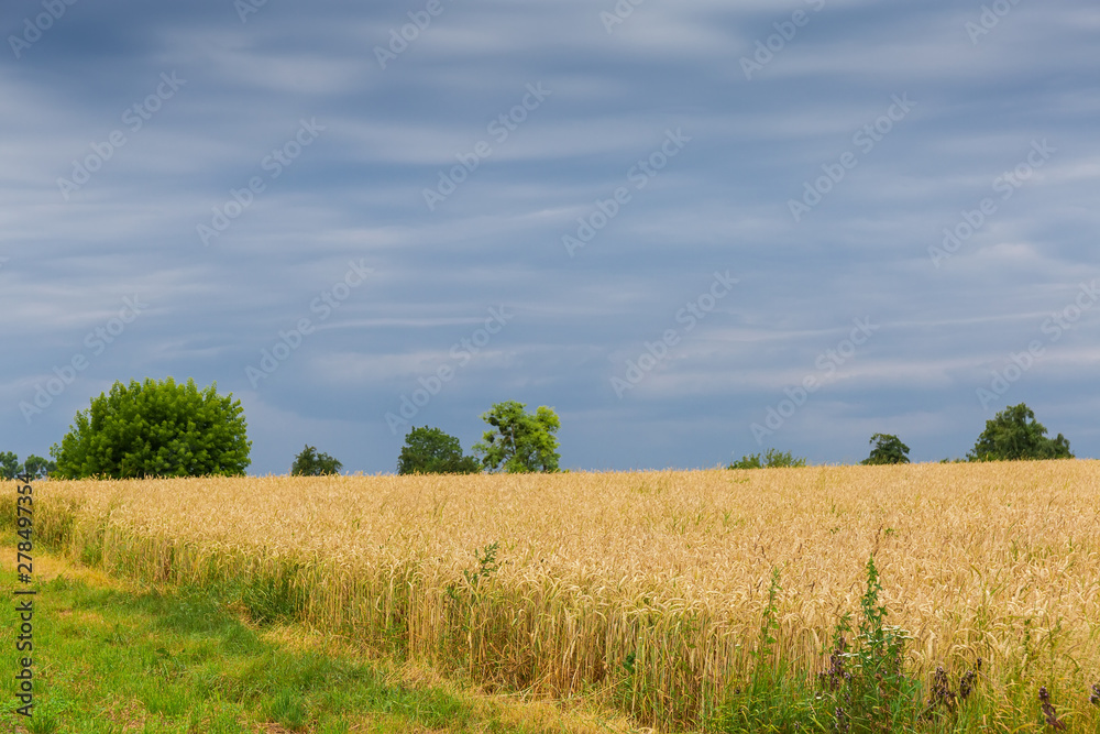 Wheat field against the sky in cloudy weather Wheat field against the sky in cloudy weather