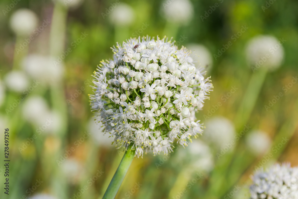 Inflorescence of the onion on the plantation close-up Inflorescence of the onion on the plantation close-up