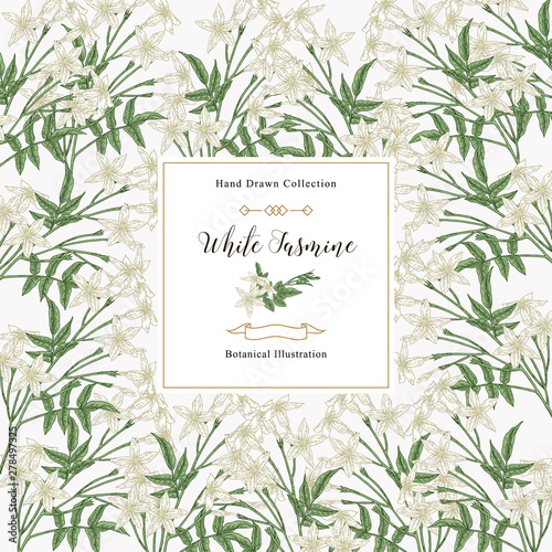 White jasmine background, Jasminum officinale flowers and leaves. Medical plants hand drawn. Vector botanical illustration.