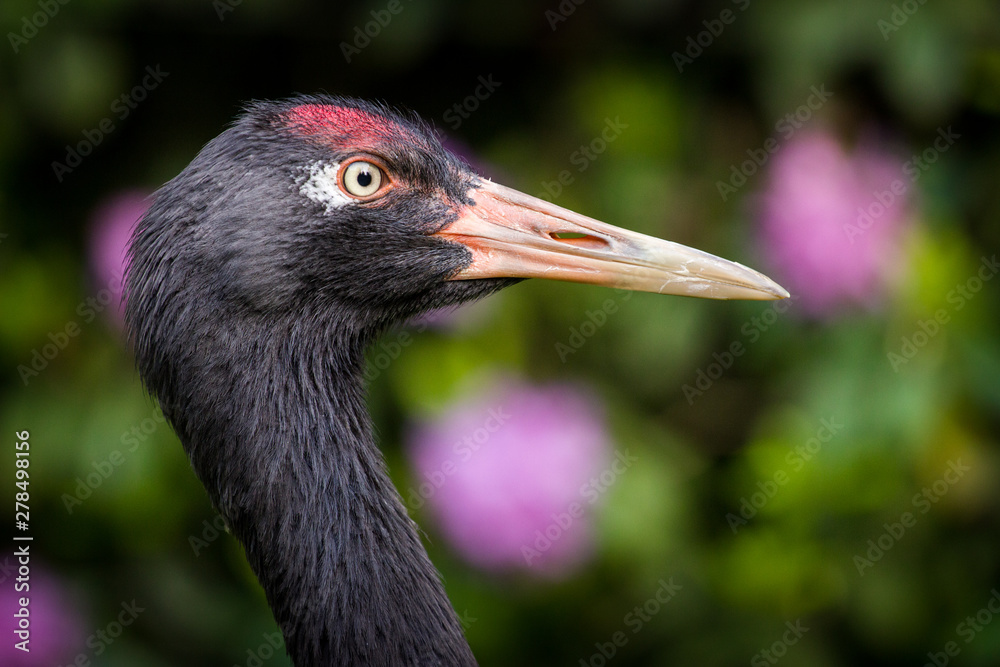 Naklejka premium crane bird