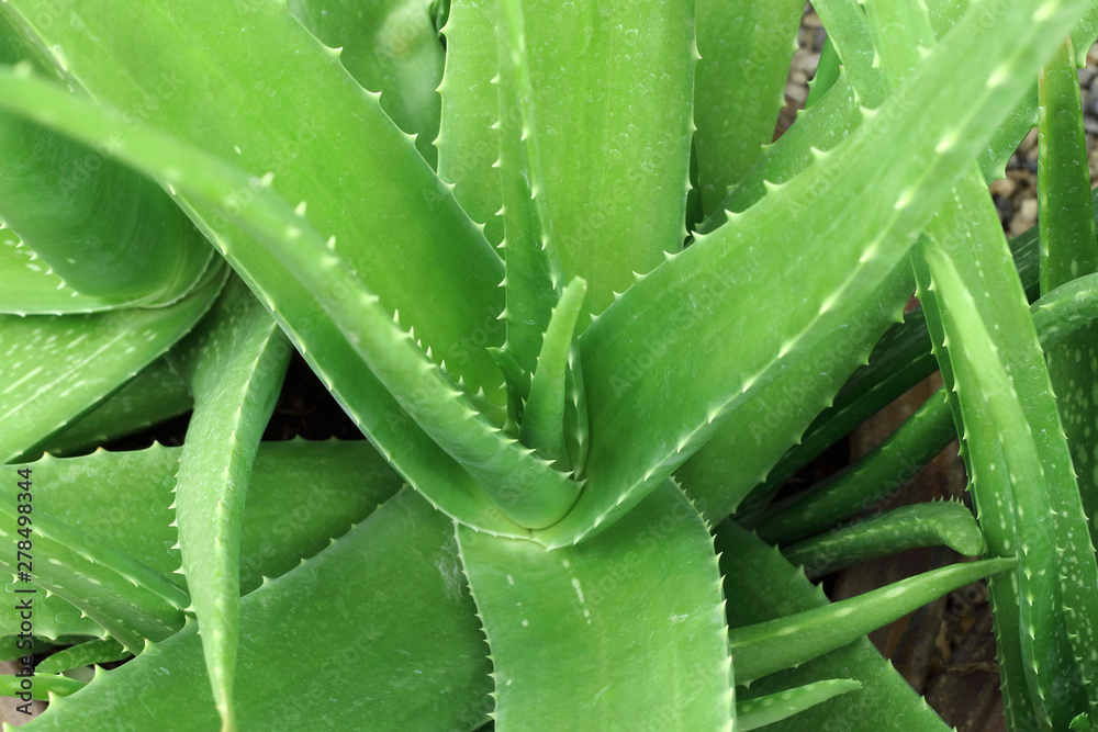 Close up top view of aloe vera plant growing in the garden. Close up top view of aloe vera plant growing in the garden.