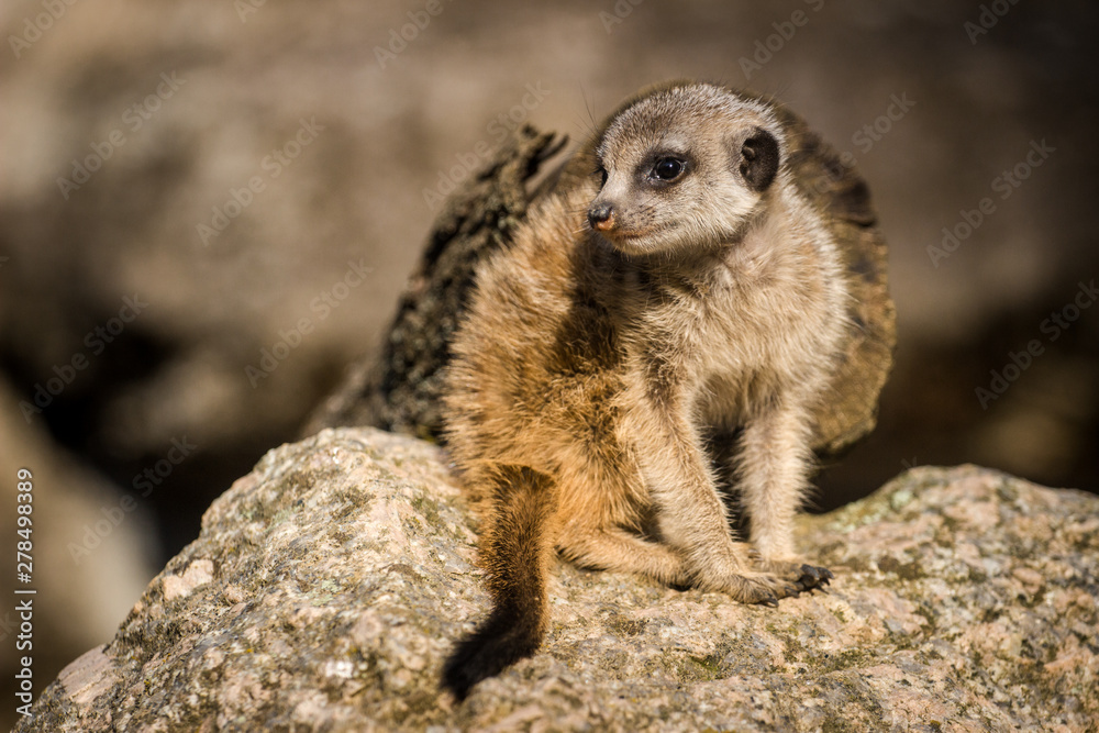 Fototapeta premium meerkat
