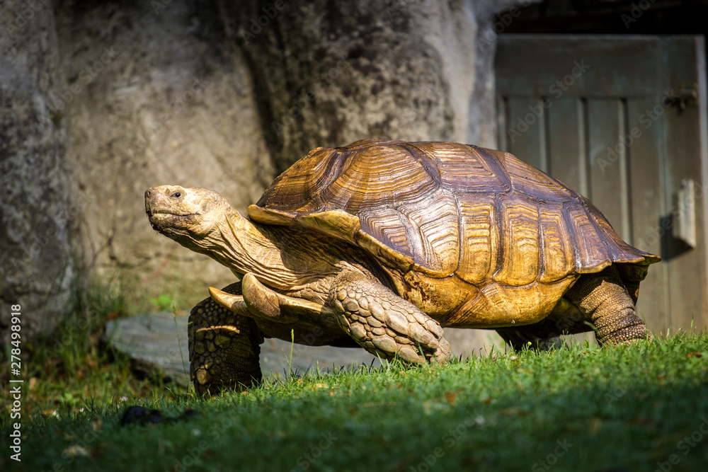 Fototapeta premium turtle 