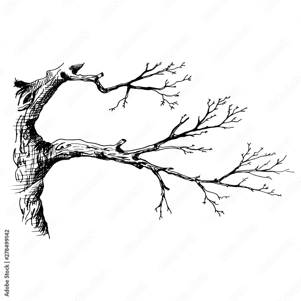 Large bare tree without leaves - hand drawn, Art Print | Barewalls Posters  & Prints | bwc12729621