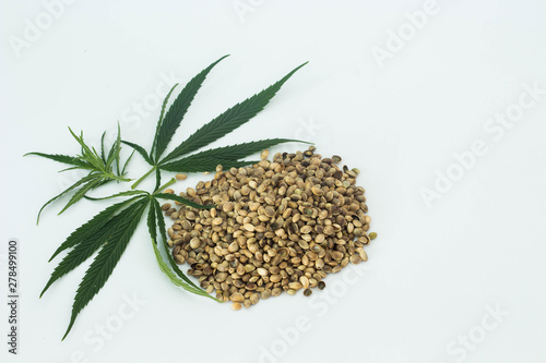 cannabis seeds and green leaves isolated