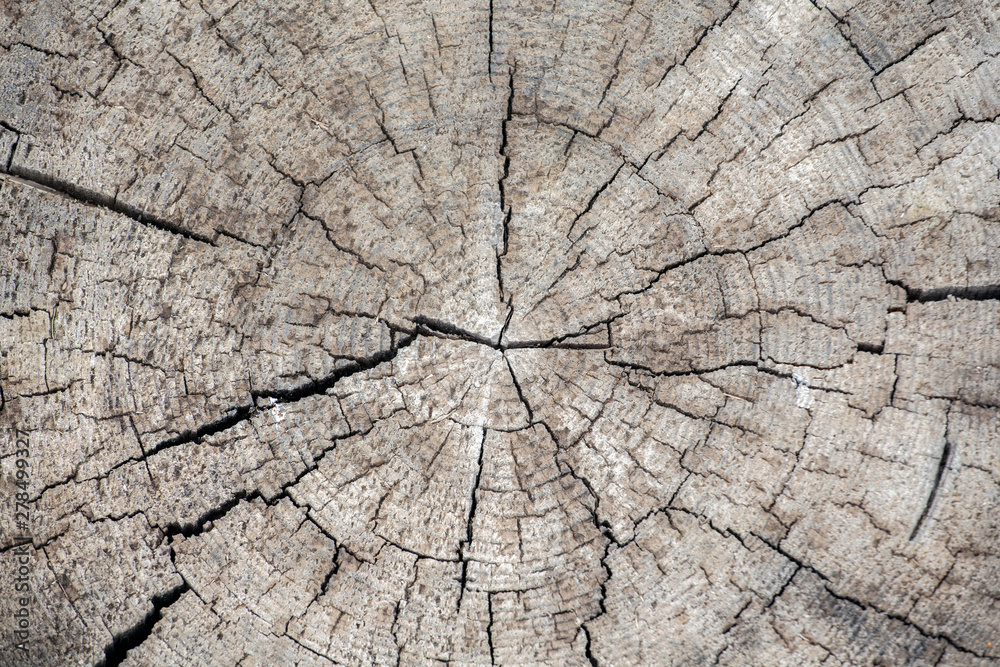 natural sharp wooden stub background natural sharp wooden stub background