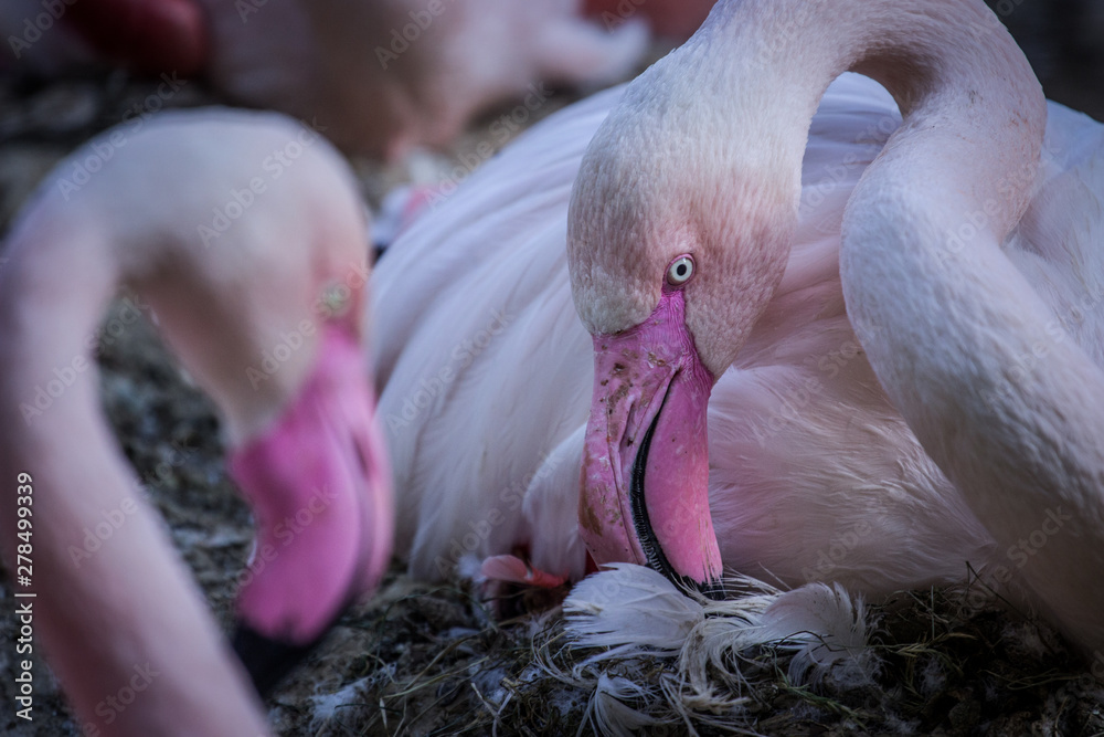 Fototapeta premium pink flamingo