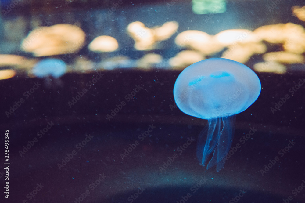 meduza meduza
