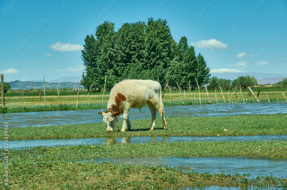 Fototapeta premium Buyant,Khovd Province
