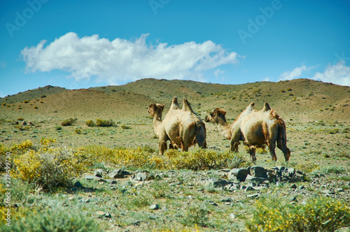 Typical Mongolian landscape wild camels photo