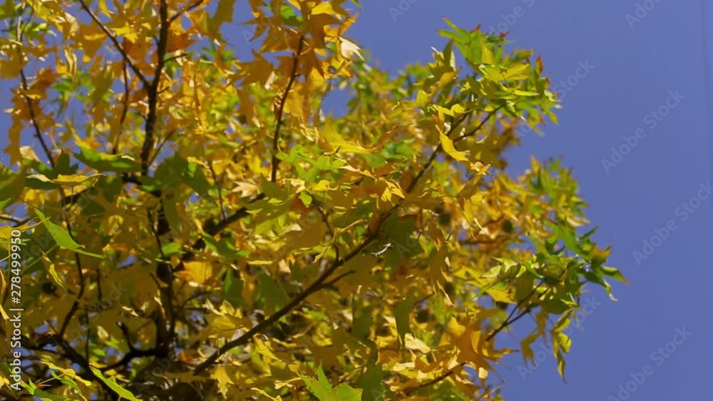 Bottom view beautiful yellow-green tree on background of blue boundless sky in warm sunny autumn Bottom view beautiful yellow-green tree on background of blue boundless sky in warm sunny autumn