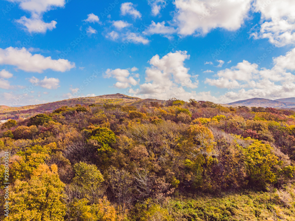 Aerial top down view of autumn forest with green and yellow trees. Mixed deciduous and coniferous forest. Beautiful fall scenery