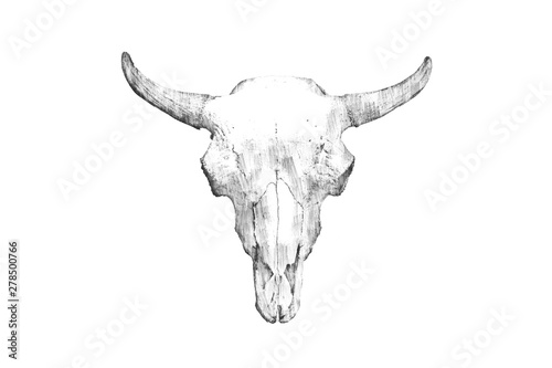 Pencil drawing of a bull's head on a light background