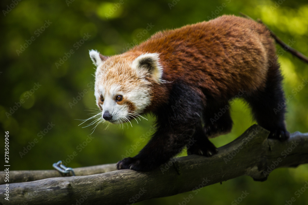Obraz premium panda red