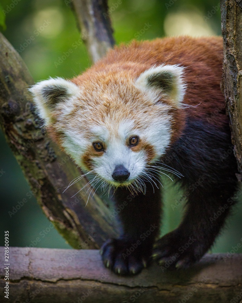 panda red panda red
